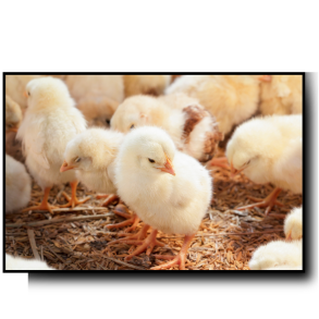 Beskæftigelses- og rodemateriale Fjerkræ