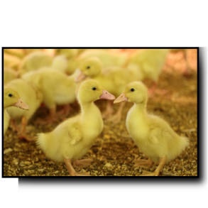 Strøelse til ænder og gæs