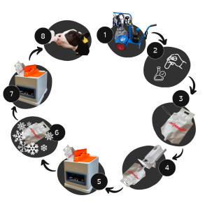 Råmælkshåndtering