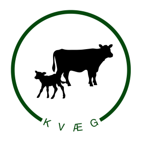 Kvæg