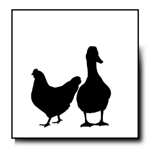 Gulvfodring Fjerkræ